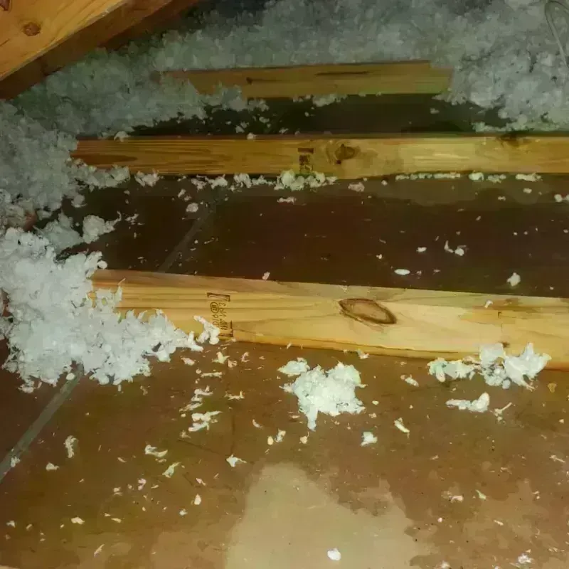 Attic Water Damage in Lake Jackson, TX