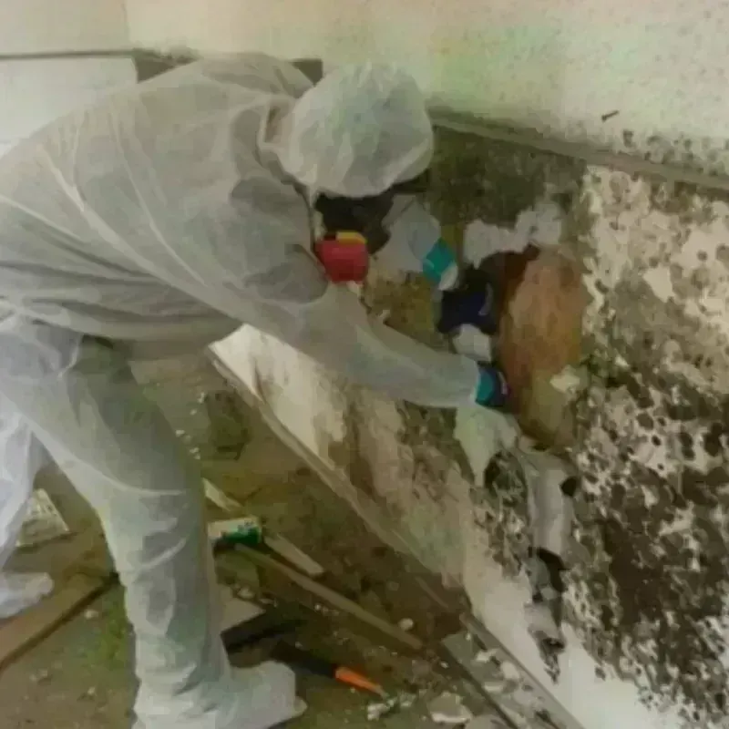 Mold Remediation and Removal in Lake Jackson, TX